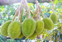 KỸ THUẬT CANH TÁC SẦU RIÊNG THEO HƯỚNG CÔNG NGHỆ CAO