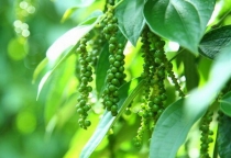 KỸ THUẬT TRỒNG CÂY TIÊU