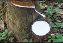 ĐẶC ĐIỂM VÀ CÁC GIỐNG CÂY CAO SU