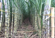 Lột lá mía giúp nâng cao năng suất và chất lượng Lột lá mía giúp nâng cao năng suất và chất lượng