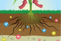 Kiến thức cơ bản về phân bón Kiến thức cơ bản về phân bón