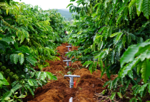 Chăm sóc cây cà phê trong mùa khô ở Tây Nguyên Chăm sóc cây cà phê trong mùa khô ở Tây Nguyên