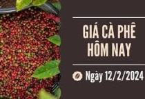 Giá cà phê ngày 10/02/2024 Giá cà phê ngày 10/02/2024