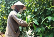 Sản xuất hữu cơ: Năng suất thấp, giá trị cao Sản xuất hữu cơ: Năng suất thấp, giá trị cao