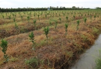 Canh tác hướng hữu cơ kéo dài tuổi thọ cây cam sành Canh tác hướng hữu cơ kéo dài tuổi thọ cây cam sành