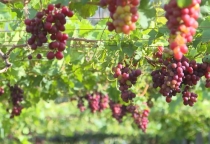 Giống nho, táo được nông dân Nam Trung bộ mê tít Giống nho, táo được nông dân Nam Trung bộ mê tít