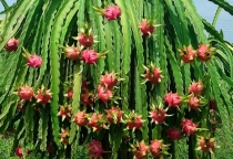 Kỹ thuật trồng và chăm sóc cây thanh long ruột đỏ